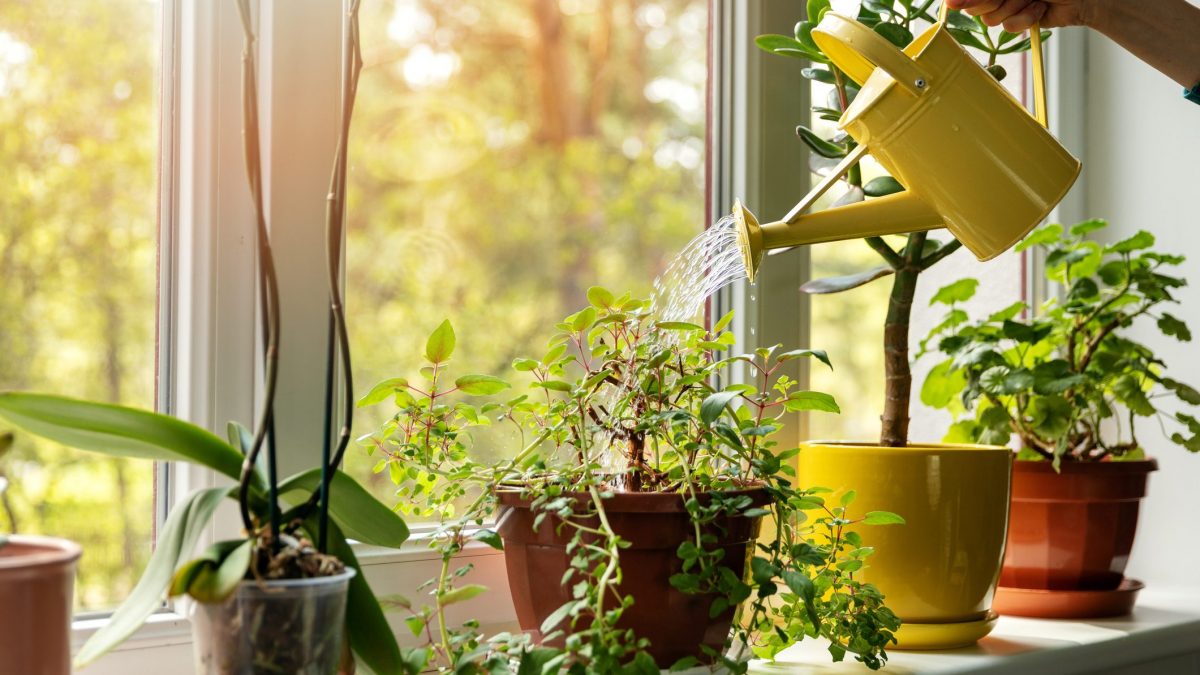 Everything You Need to Know About Watering Your Indoor Plants